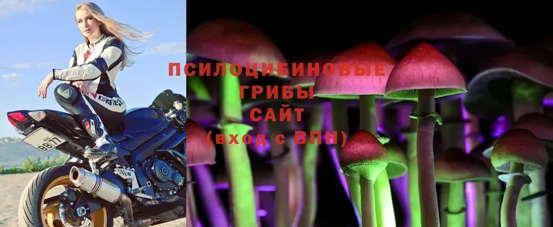 Галлюциногенные грибы Psilocybe  Астрахань 